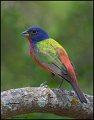 _1SB3954 painted bunting